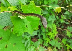 Dendrelaphis chairecacos