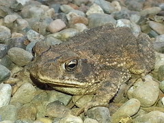 Incilius mazatlanensis