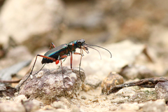 Heptodonta pulchella
