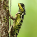 Scale-bellied Tree Lizard - Photo (c) Woraphot Bunkhwamdi, some rights reserved (CC BY-NC), uploaded by Woraphot Bunkhwamdi
