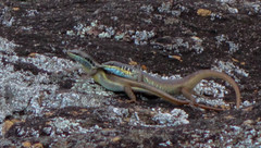 Trachylepis quinquetaeniata