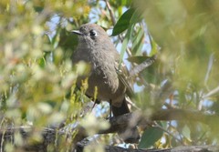 Drymodes brunneopygia