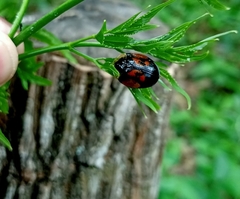 Orexita tripartita