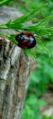 Orexita tripartita