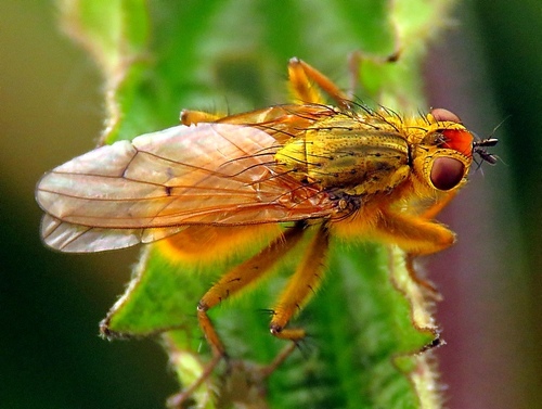 Golden Dung Fly photo 4