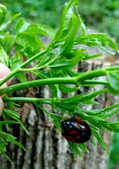 Orexita tripartita