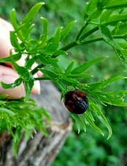 Orexita tripartita