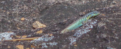 Trachylepis quinquetaeniata