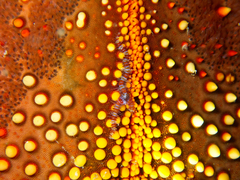 Ophiothela mirabilis