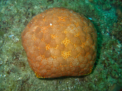 Culcita novaeguineae