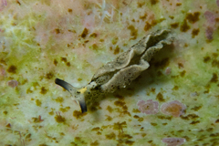 Elysia flavomacula