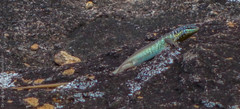 Trachylepis quinquetaeniata