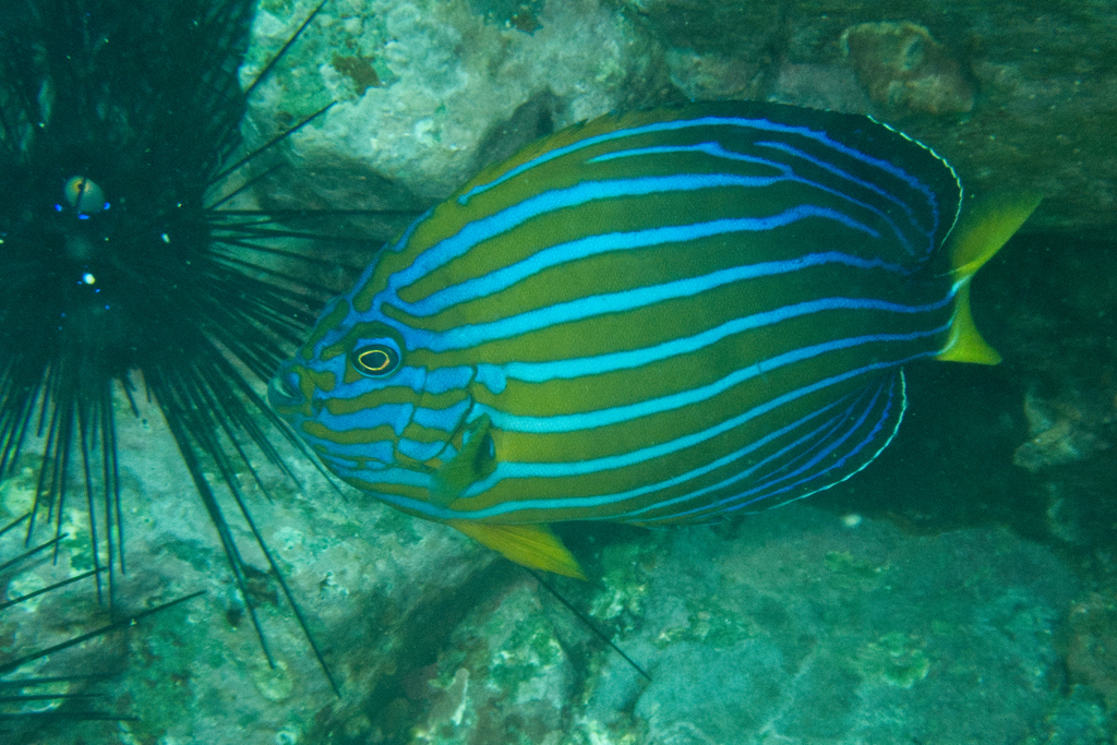 Bluelined angelfish (Chaetodontoplus septentrionalis) — Pomacanthidae