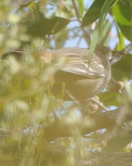 Drymodes brunneopygia