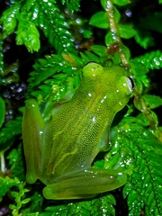 Teratohyla spinosa image