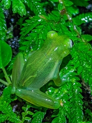 Teratohyla spinosa