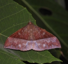 Ischyja hemiphaea