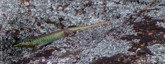 Trachylepis quinquetaeniata