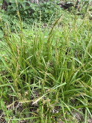 Carex bostrychostigma