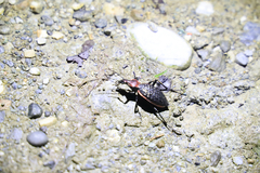 Carabus nankotaizanus