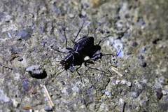 Carabus nankotaizanus