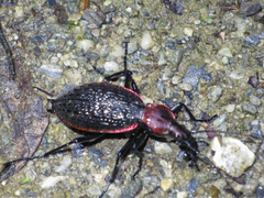 Carabus nankotaizanus