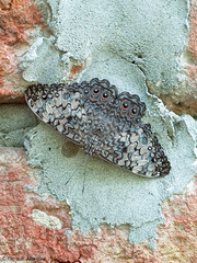 Hamadryas amphichloe