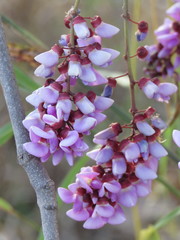 Millettia