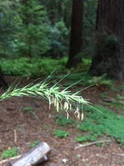 Elymus californicus