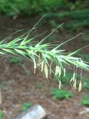 Elymus californicus