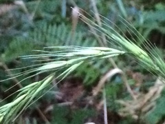 Elymus californicus