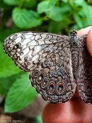 Hamadryas amphichloe