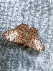 Hamadryas amphichloe