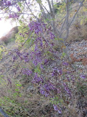 Millettia