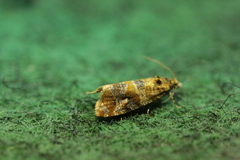 Lobesia botrana