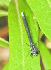 Pseudagrion furcigerum