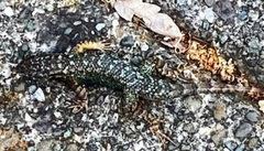 Sceloporus occidentalis
