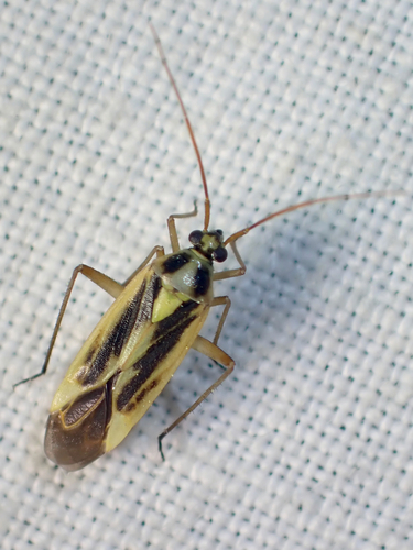 Two-spotted Grass Bug, photo 6 of 9