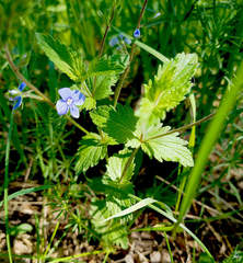 Veronica chamaedrys
