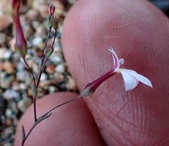 Nemacladus longiflorus