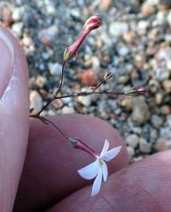 Nemacladus longiflorus