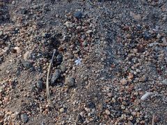 Nemacladus longiflorus