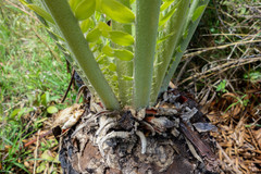 Encephalartos septentrionalis image