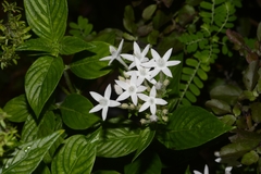 Pentas lanceolata