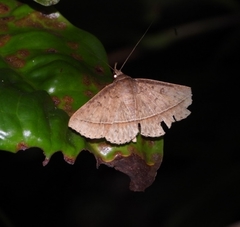 Hypospila creberrima