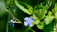 Veronica chamaedrys