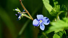 Veronica chamaedrys