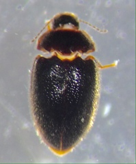 Limnichidae