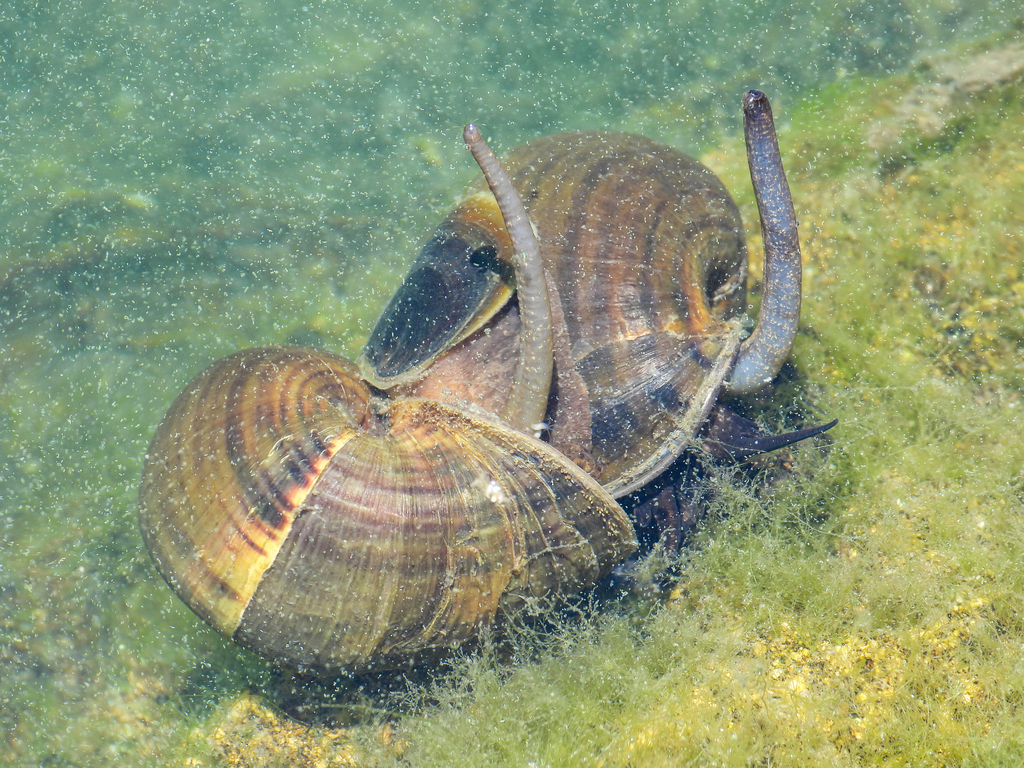 Pomaceinae