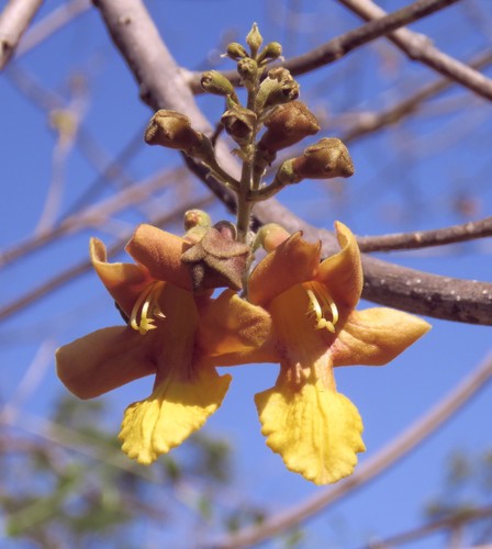 Gmelina arborea - Leaves